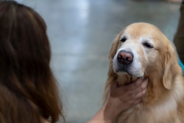 Animal girl stroking the dog's neck