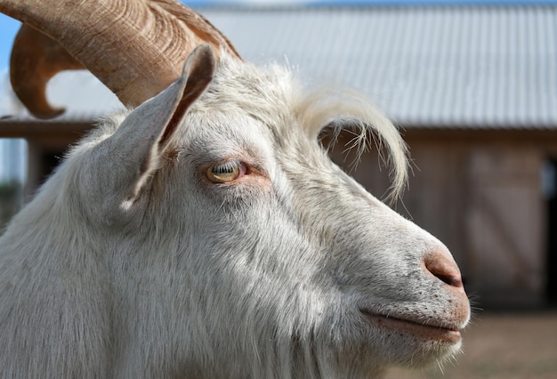 Animal goat muzzle closeup