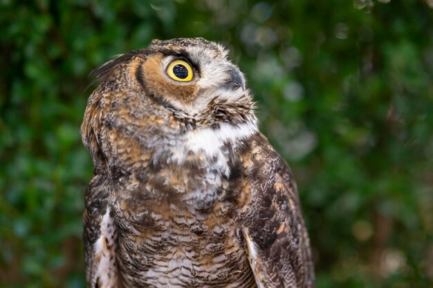 Animal large owl closeup