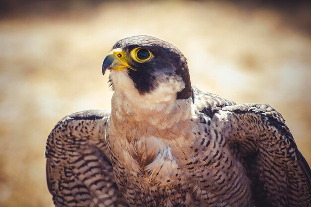 animal, peregrine falcon with open wings , bird of high speed