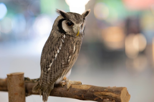 Animal Portrait of an Eagle Owl Bubo bubo