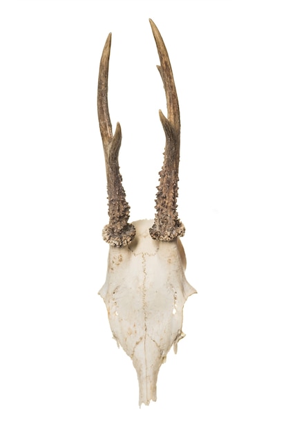 Animal skull with horns on white background