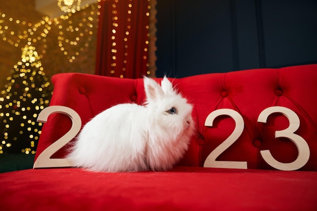 Animal symbol of new year 2023 posing indoors