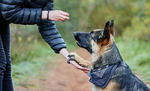 Animal training outdoor and owner teaching dog respect patience and obedience or trust with snack Person pet or german shepherd in park together with treat for coaching reward and eating