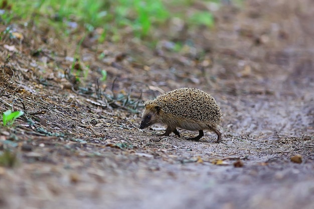 animal wild in nature hedgehog in the forest, european hedgehog runs