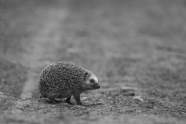 animal wild in nature hedgehog in the forest, european hedgehog runs