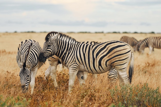 Animals is together Zebras in the wildlife at daytime