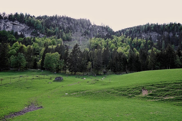 Animals on meadow at Untertauern wildpark Austria