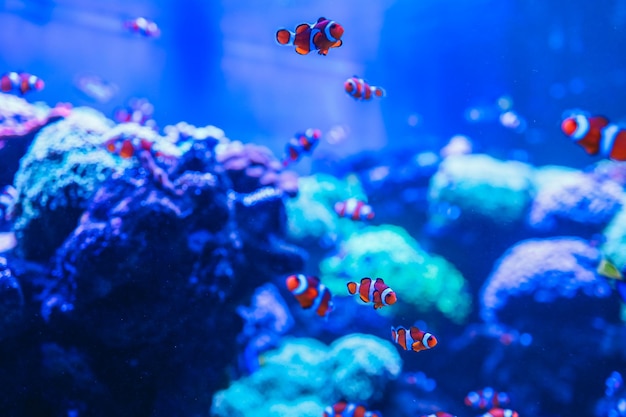 Animals of the underwater sea world Ecosystem Colorful tropical fish Life in the coral reef