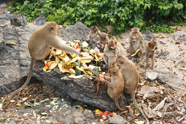 Animals and wildlife. Many monkeys or macaques sit on large stone and eat watermelons and pineapples