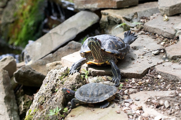 Animals, wildlife. The turtle lies on the rocks