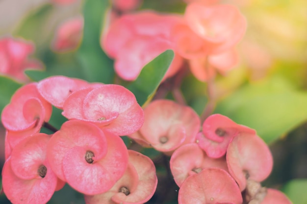 Anise pink or Euphorbia Milii Desmoul pink, in full bloom