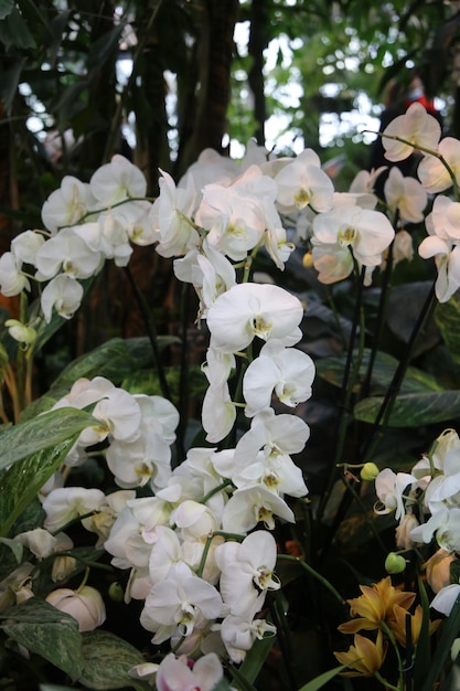 Anna White phalaenopsis orchid flowers