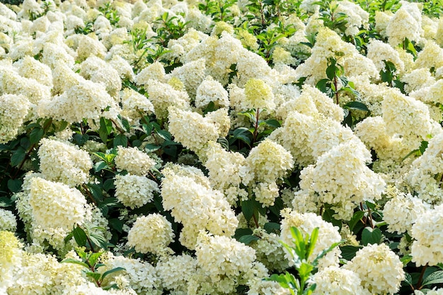 Annabelle Hydrangea white yellow flowers Hydrangea macrophylla blooms close up blossoms gardening