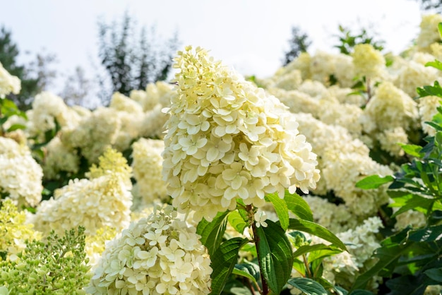 Annabelle Hydrangea white yellow flowers Hydrangea macrophylla blooms close up bushes gardening