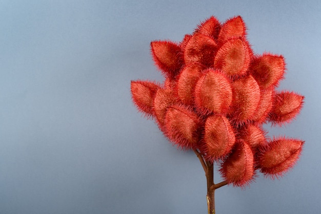 Annatto (Annatto). Its seeds are used as a natural food coloring, photographed in a studio with a neutral background.