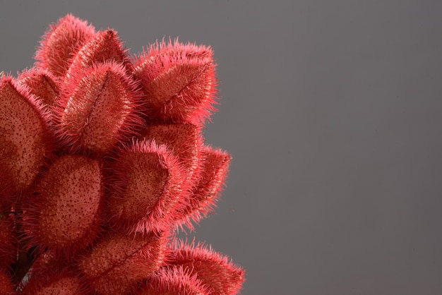 Annatto bunch (Urucum), its seeds are used as a natural food coloring, photographed in a studio with a neutral background.