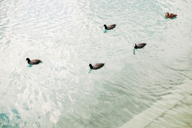 Annecy lake ducks view from Annecy city beach. High quality photo