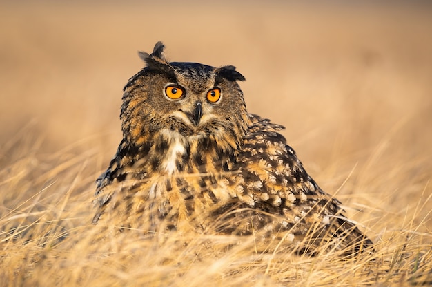 Annoyed eurasian eagle-owl screeching with beak open in grass in autumn.