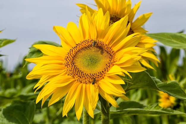 annual agricultural plants in a farmers field