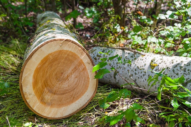 Annual rings on a section cut tree