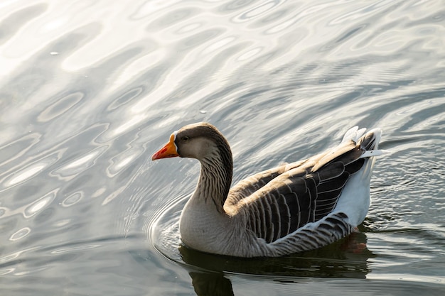 Anser anser floating on the water surface Bird in the water