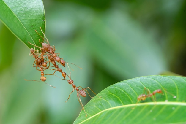 Ant action standing. Ant bridge unity team, Concept team work together