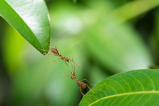 Ant action standing. Ant bridge unity team, Concept team work together