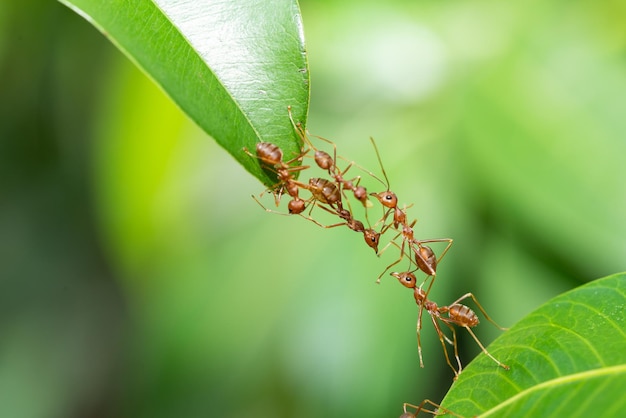 Ant action standing. Ant bridge unity team, Concept team work together