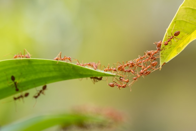 Ant action standing.Ant bridge unity team