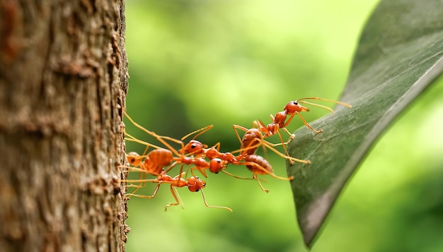 Ant bridge unity team, Ants help to carry food, Concept team work together. Red ants teamwork. unity