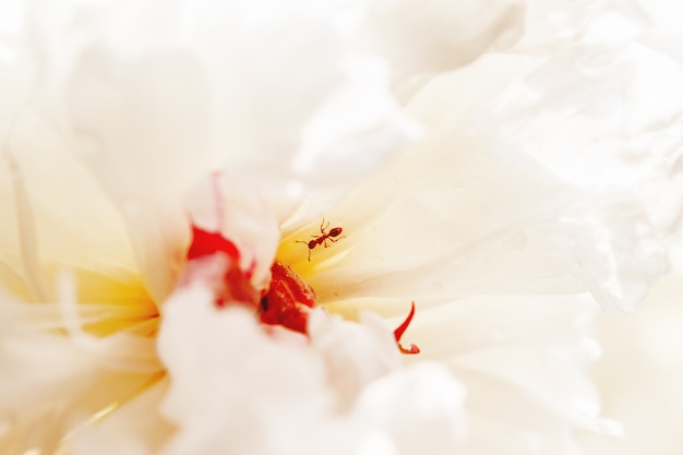 Ant in center of white peony flower with morning dew. Natural background with blooming flower and insect inside it.