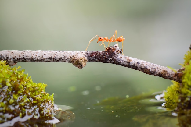 Ant crossing  on water