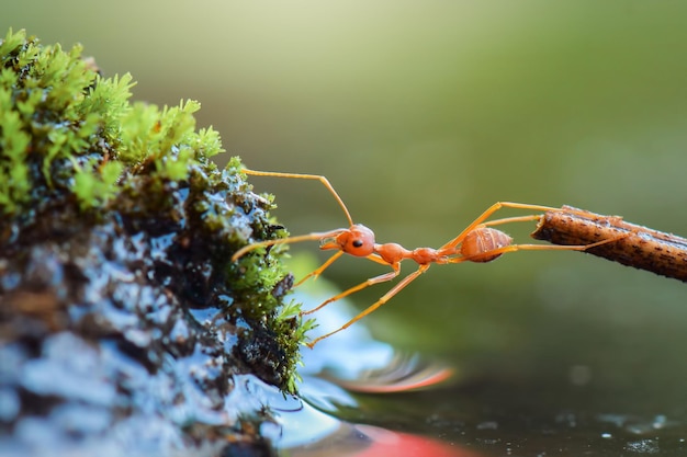 ant crossing  water