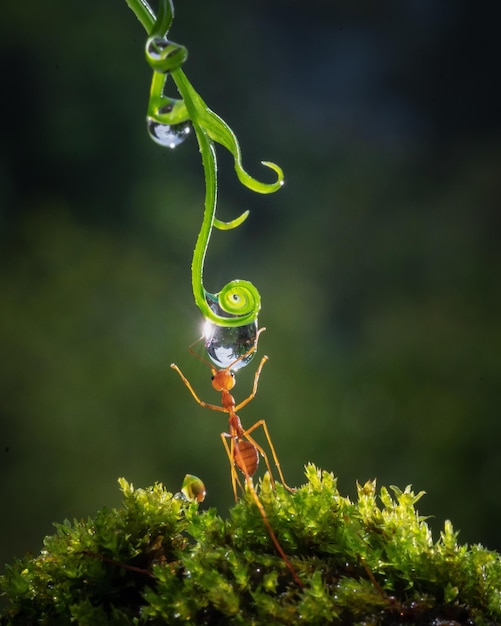 an ant is drinking a drop of water at spring time