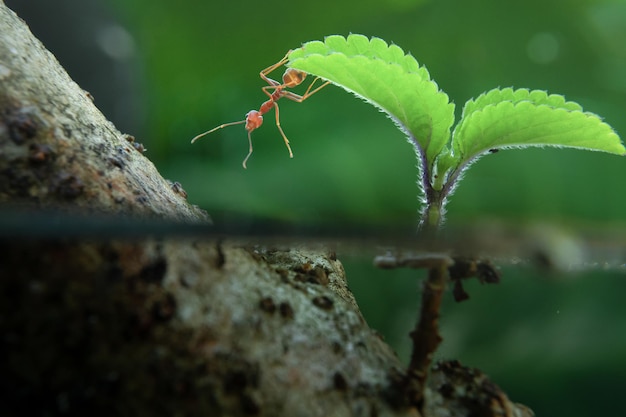 Ant on leaf with half underwater scene