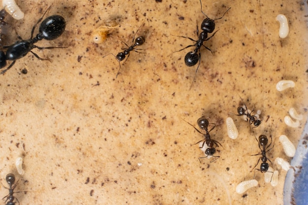 Ant queen and worker ants reaper ant eggs on a plaster platform