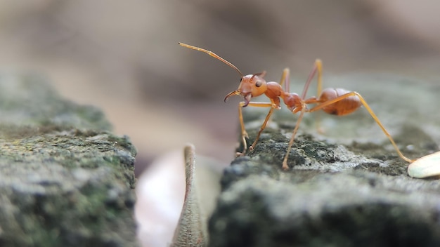 Ant on a stone wall