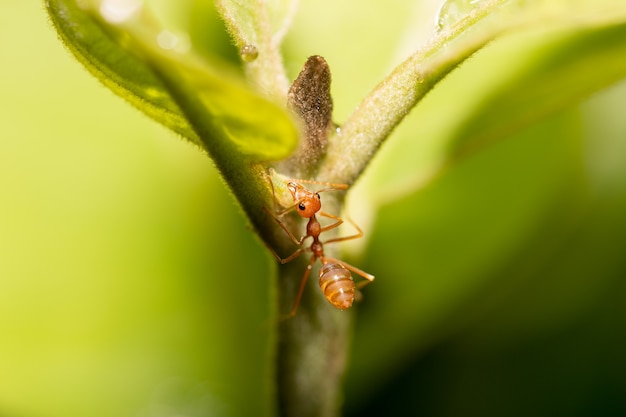 Ant on the tree.