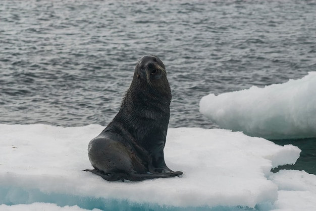 Antarctic fur sealArctophoca gazella an beach Antartic peninsula