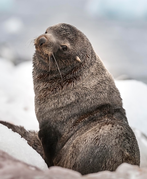 Antarctic fur sealArctophoca gazella an beach Antartic peninsula