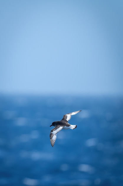 Photo antarctic petrel gliding over ocean in sunshine