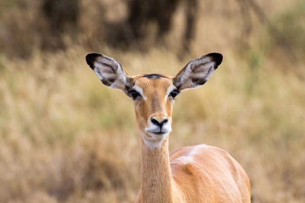 Antelope close up. Serengeti National Park, Tanzania