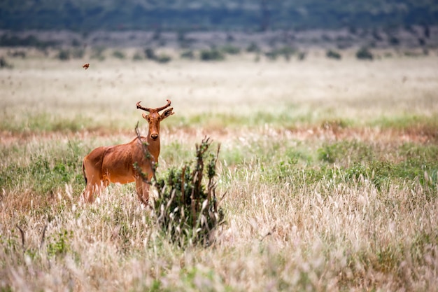 Antelope in the grass landscape of a savannah