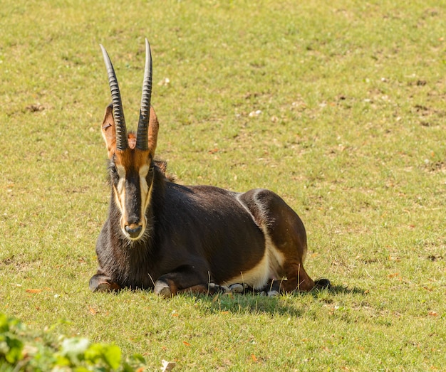 Antelope laying on grass plain in zoo prague