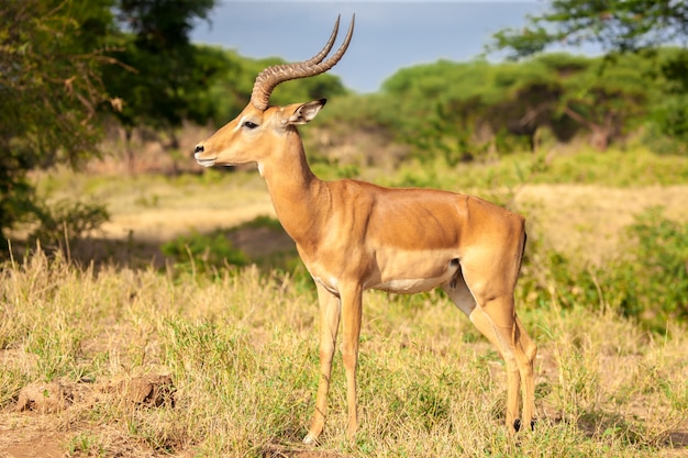 An antelope standing in the savannah