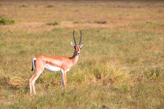 Antelope walking on a grassland