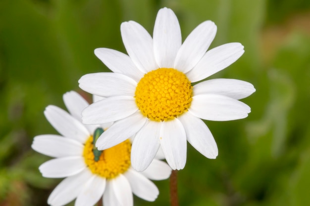 Anthemis maritima (Dog fennel) flower