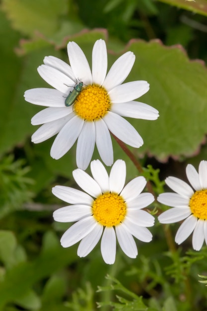 Anthemis maritima (Dog fennel) flower