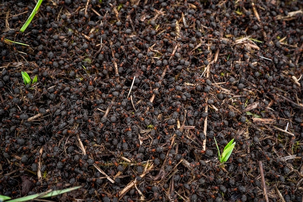 Anthill Close up view onto big forest fire ants working Anthill in forest scene